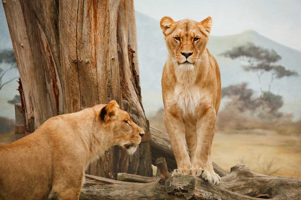 Read more about the article Lions of Africa protesting against Disney