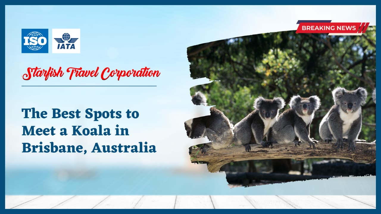 The Best Spots to Meet a Koala in Brisbane, Australia