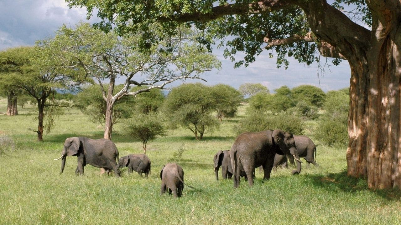 Tanzania (3)